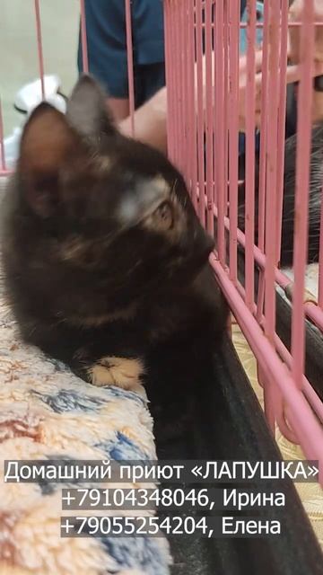Береста в поисках дома. Малышке 2 месяца. Привита и приучена к лотку #котёнок #котята #кот смотреть онлайн