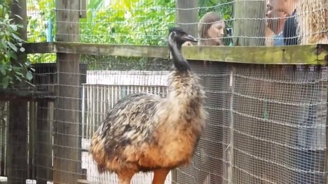 Emu Bird Doesn't Like The Camera At Bush Gardens смотреть онлайн