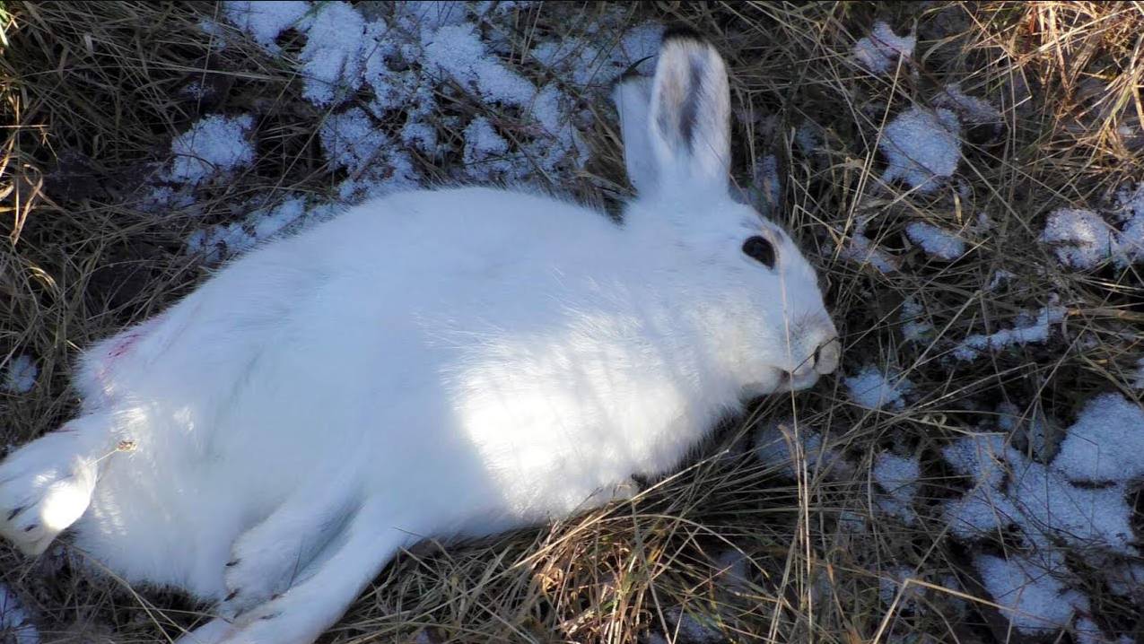 ОХОТА НА ЗАЙЦА С РУССКОЙ ГОНЧЕЙ . Аргон вл. Шатров В.А.#охотасгончей#собака #животные#топ#hunting смотреть онлайн