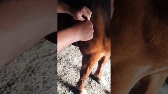 Бык ударил рогом лошадь смотреть онлайн