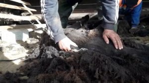 Постриг овцу за пару минут / Professional sheep shearing