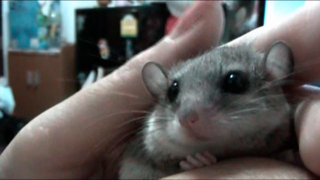 African Pygmy Dormouse (Sheeppy2) смотреть онлайн