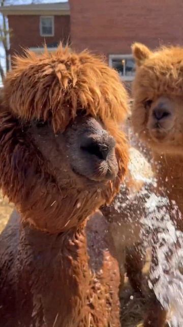 Alpacas love the garden hose! #alpaca #hobbyfarmlife смотреть онлайн