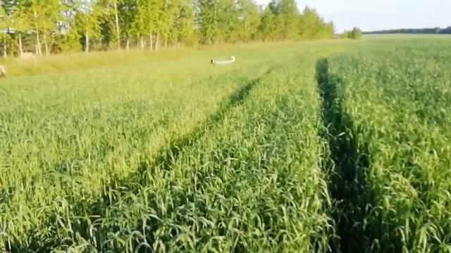 Сибирь, песьни перепелки и бобра. смотреть онлайн