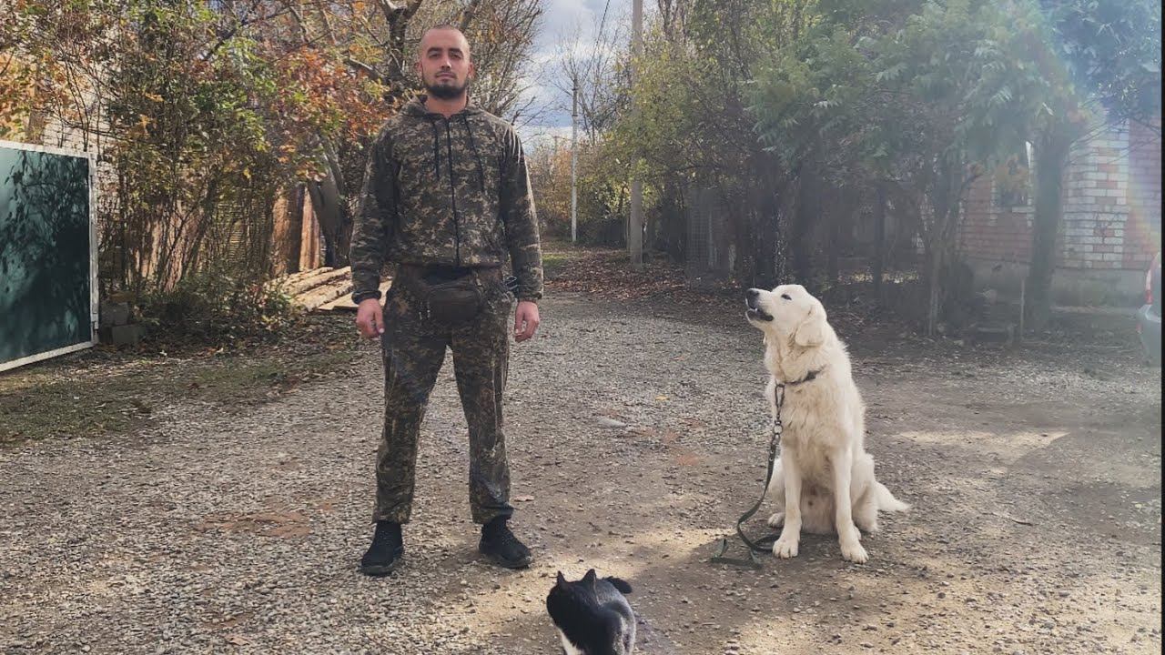 Польская Подгалянская овчарка/ Дрессировка с котом/ Будни тренировок/ Курс Послушания смотреть онлайн