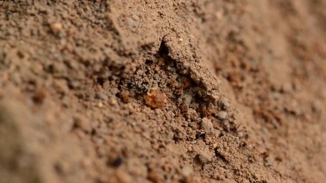 Myrmicaria ant carries a stone смотреть онлайн