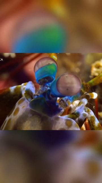 Descubre los asombrosos ojos del camarón mantis смотреть онлайн