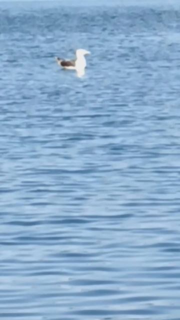 big Seagull talking to us смотреть онлайн