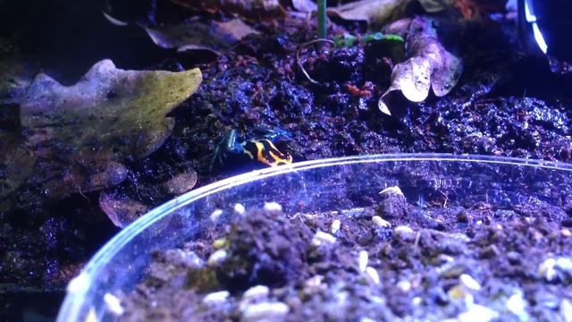 Ranitomeya eating смотреть онлайн