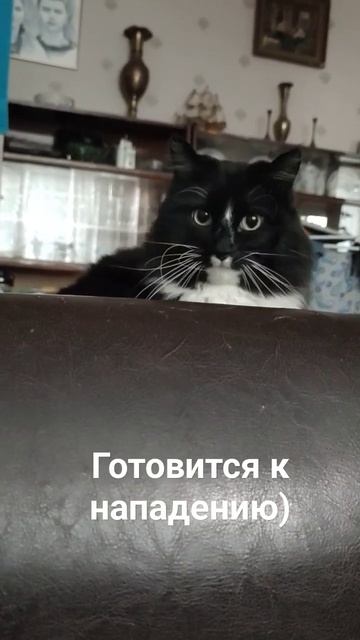 #кот#варежка#нападение #суета #1000рублейвдень #а4 #приколы смотреть онлайн