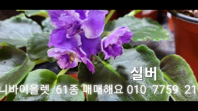 미니바이올렛꽃 정말 귀엽고 예뻐요!!! смотреть онлайн