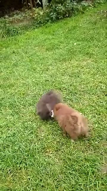 Милые мишки шпичи смотреть онлайн