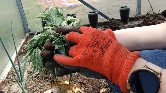 Sadzenie pomidorów 🍅🍅🍅 jak zrobic to DOBRZE !!! смотреть онлайн