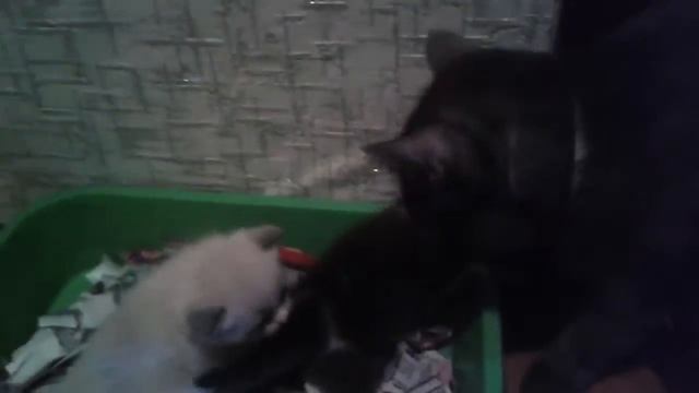 Приучаем к горшку смотреть онлайн