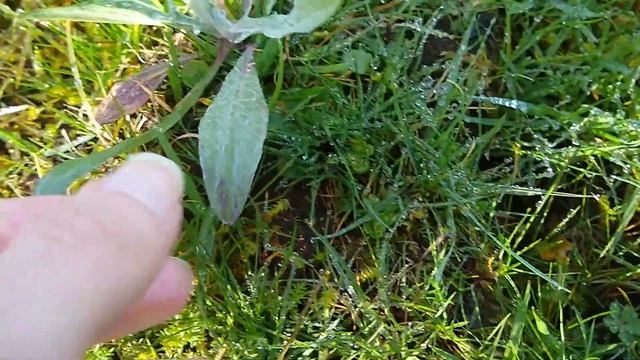 VIDEO 3 B Lines Scotland смотреть онлайн