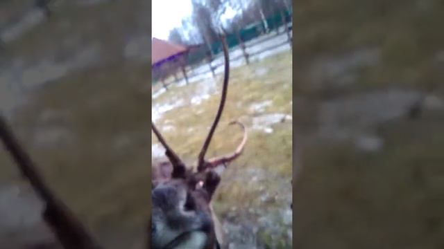 Ферма оленей часть 2 смотреть онлайн