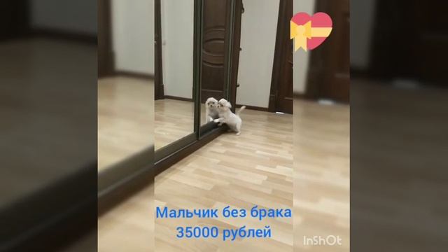 мальчик дш чихуахуа в продаже смотреть онлайн