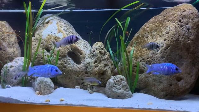 Malawi Aquarium смотреть онлайн