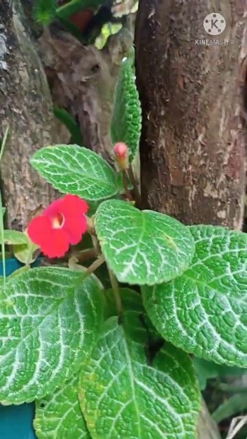 The blood red episcia or flame violet #Shorts смотреть онлайн
