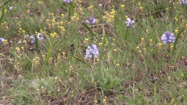 Гиацинтик Палласа (Hyacinthella Pallasiana)