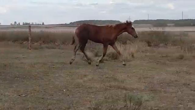красавица,,орловская смотреть онлайн
