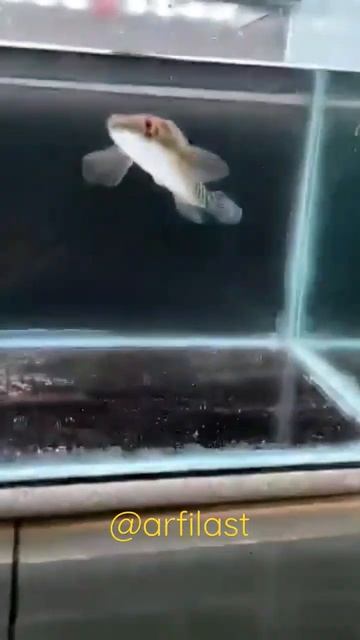 treatment cabung channa maru tank polos #channa #ikancana #maruliodes #predatorfish #lokalpride смотреть онлайн