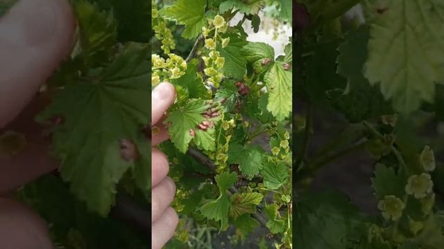 Белая смородина в процессе будем наблюдать когда будет урожай . смотреть онлайн