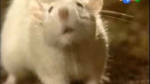 Жил-был хомяк 5 серия