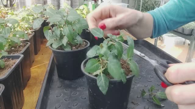 Мои секреты выращивания роскошной фуксии в домашних условиях. Мастер класс по формированию куста. смотреть онлайн