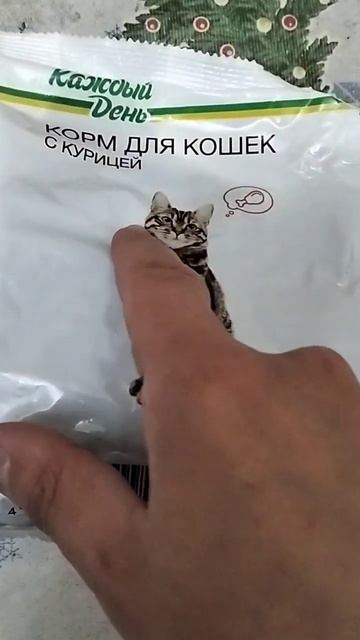 СУХОЙ КОРМ ДЛЯ КОШЕК КАЖДЫЙ ДЕНЬ В АССОРТИМЕНТЕ ИЗ АШАН смотреть онлайн