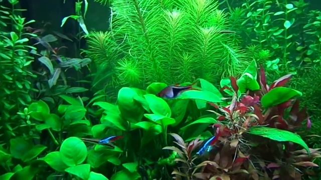 Juwel Rio 180 Planted Aquarium (1 year) смотреть онлайн