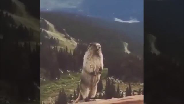 Орущий суслик смотреть онлайн