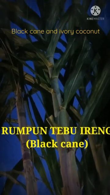 BLACK CANE AND IVORY COCONUT#Shorts смотреть онлайн