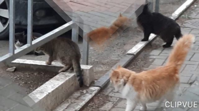 А как кошки без собаки? смотреть онлайн