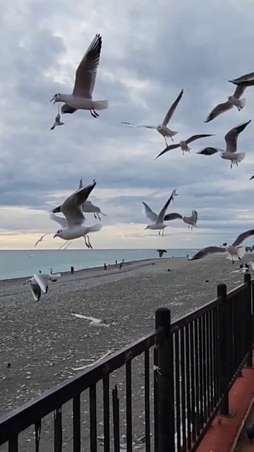 Чайки ловят хлеб на лету. смотреть онлайн