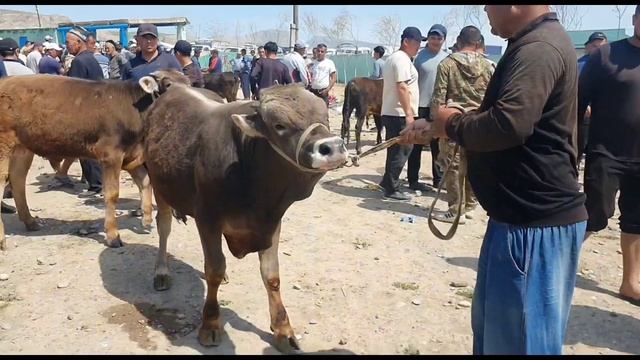 11.04.2024 Кашкадарё в, Макрид мол бозори нархлари #бозортренди #molbozor #chorva #bozor #sigir