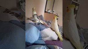 Попугай корелла разговаривает