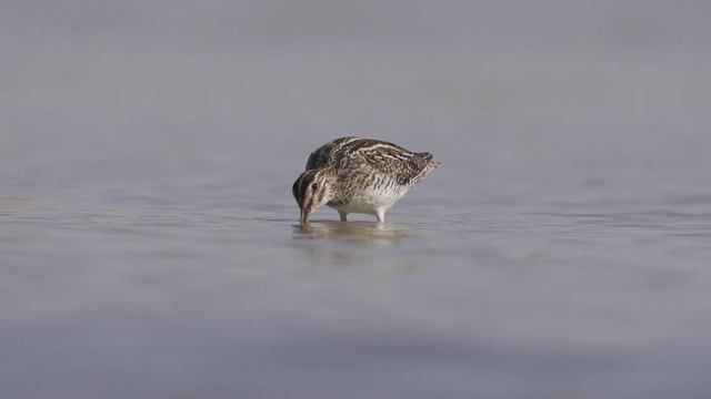 Gallinago gallinago смотреть онлайн
