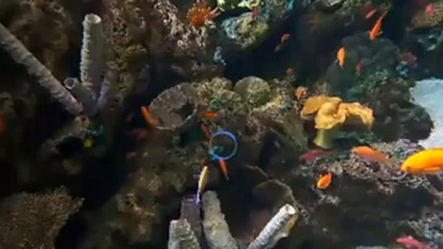 fish 154 смотреть онлайн