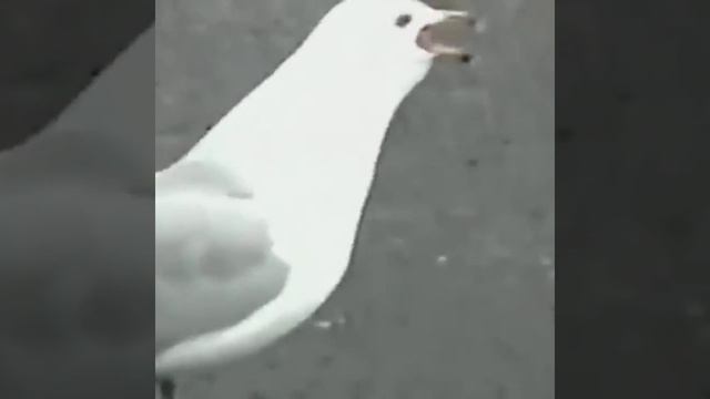 Чайка ест хот-дог / Seagull's Thug Life смотреть онлайн