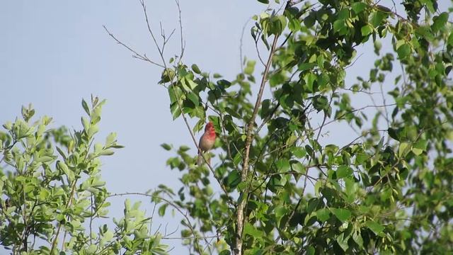 Common Rosefinch, Bagno ławki, (Poland) 040616 смотреть онлайн