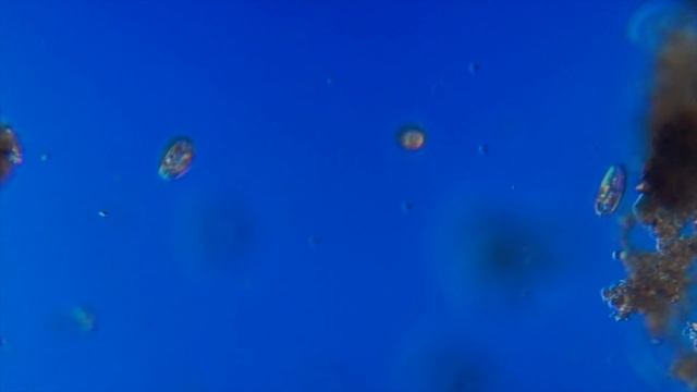 Ciliate смотреть онлайн