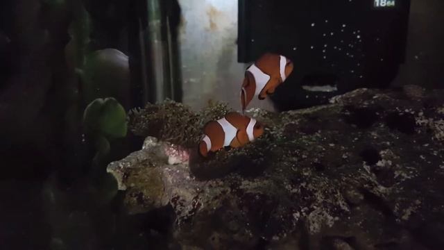 Amphiprion ocellaris y rhodactis смотреть онлайн