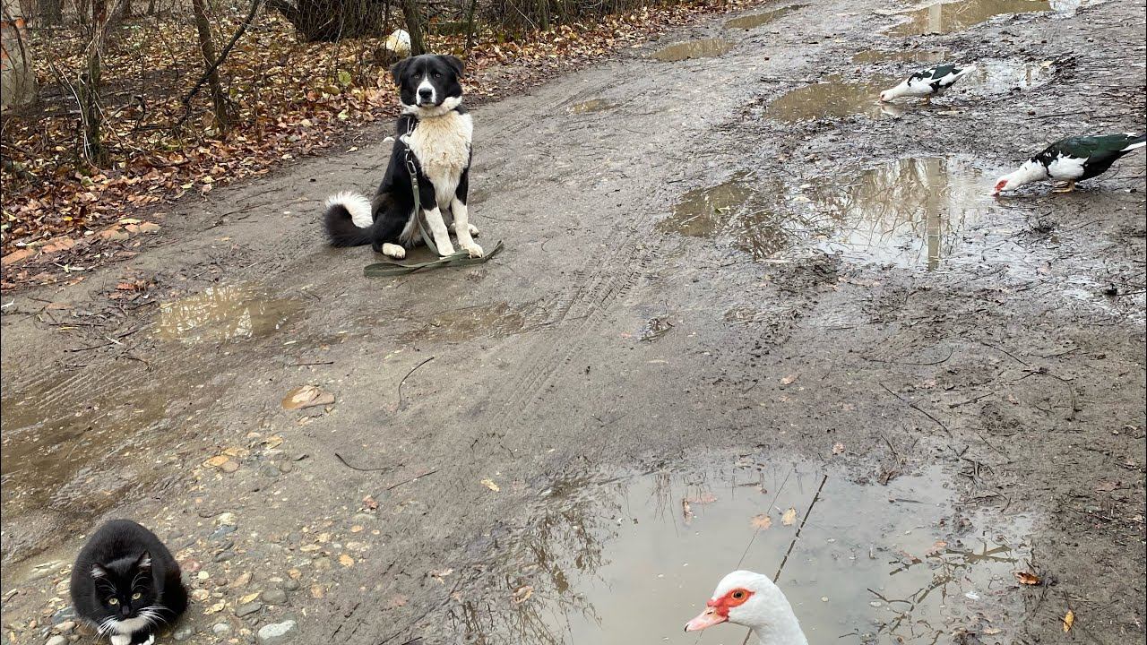 Дворянин Агат с утками и котами/Железная выдержка смотреть онлайн