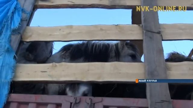 Абыйга илин эҥээр улуустартан убаһалары этэҥҥэ тиэртилэр смотреть онлайн