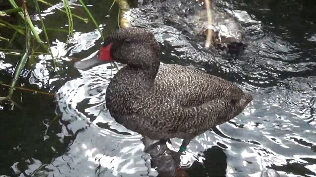 Freckled Duck смотреть онлайн