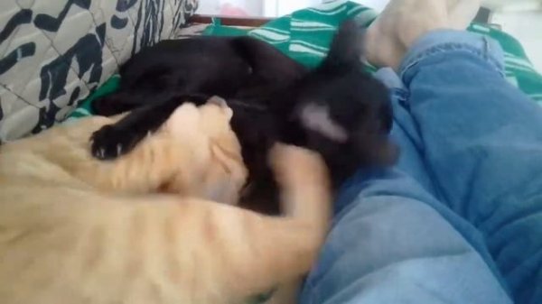 #кошки-обнимашки