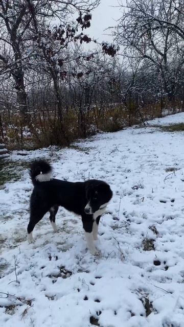 Дворянин Агат купается в снегу смотреть онлайн
