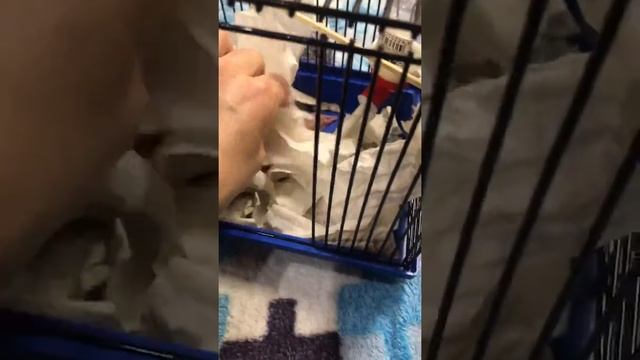 Пополнение!Крыски родились! смотреть онлайн