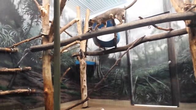 Madagascar fossa racing me at Racine, WI zoo смотреть онлайн
